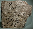 Schist - Tourmaline